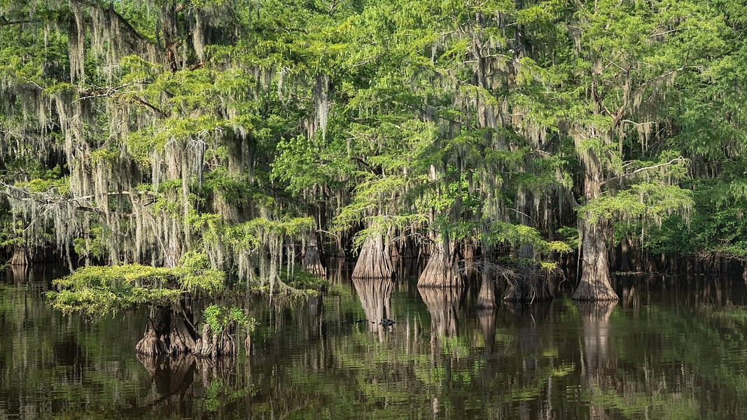 Các vùng đất ngập nước và đầm lầy cây thủy tùng cạn, bao phủ hơn 25.000 mẫu, dọc biên giới phía đông bắc Texas và tây bắc Louisiana.
