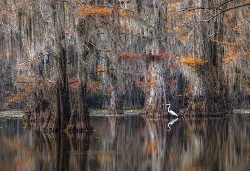 Những cây thủy tùng giống như ngọn tháp rêu trên mặt nước, các bãi lầy tạo nên những mê cung quanh co. Ảnh: photographerstrailnotes