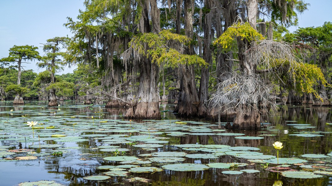 Được hình thành bởi vùng đất ngập nước Big Cypress, hồ Caddo là một trong số ít hồ tự nhiên của Texas.