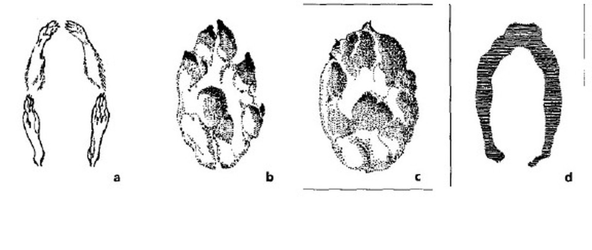 Kể từ đó, người dân hoang mang, lo lắng không biết những dấu chân bí ẩn đó do sinh vật nào để lại. Ban đầu, một số người cho rằng những dấu chân đó có thể là móng lừa, ngựa lùn...