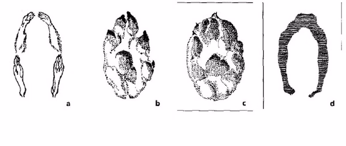 Kể từ đó, người dân hoang mang, lo lắng không biết những dấu chân bí ẩn đó do sinh vật nào để lại. Ban đầu, một số người cho rằng những dấu chân đó có thể là móng lừa, ngựa lùn...