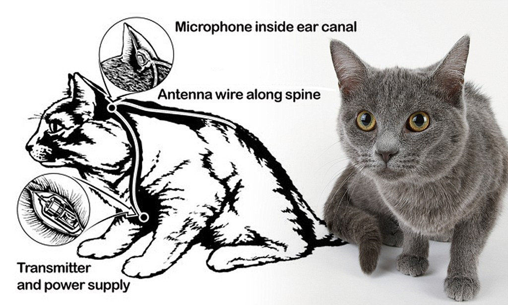 Các nhà khoa học của CIA nảy ra ý tưởng gắn một cục pin, máy ghi âm, ăng ten và thiết bị truyền dẫn lên con mèo để chúng tiếp cận mục tiêu, nghe lén cuộc trò chuyện mà không bị đối phương phát giác. Những thiết bị được cấy ghép vào trong con mèo đều có kích thước siêu nhỏ.