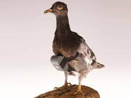 Theo đó, những chiếc máy ảnh đắt tiền bị mất. Do không hiệu quả nên dự án dùng bồ câu làm gián điệp về sau cũng bị CIA hủy bỏ.