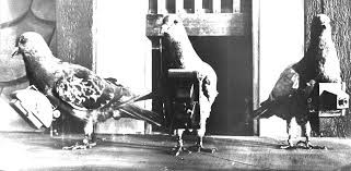 Theo kế hoạch, CIA bí mật vận chuyển những con bồ câu đến Liên Xô rồi để chúng bay đến địa điểm mục tiêu chụp ảnh rồi quay về cứ điểm. Một số tài liệu chỉ ra rằng, CIA đã nhắm mục tiêu đến khu xưởng đóng tàu ở Leningrad - nơi chế tạo những chiếc tàu ngầm tiên tiến nhất của Liên Xô.