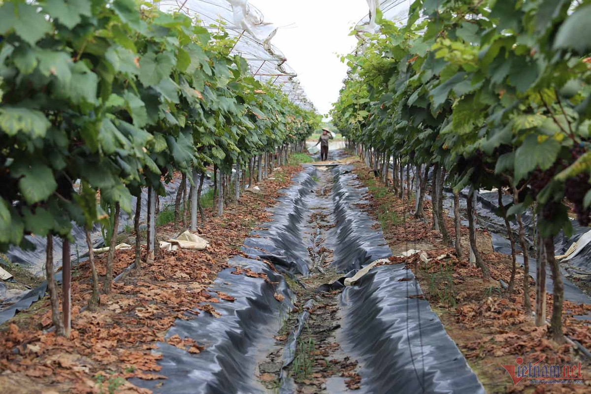 Nong dan thu bac ty moi nam tu giong nho ngon nhat the gioi