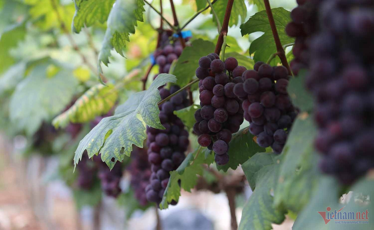 Nong dan thu bac ty moi nam tu giong nho ngon nhat the gioi-Hinh-3