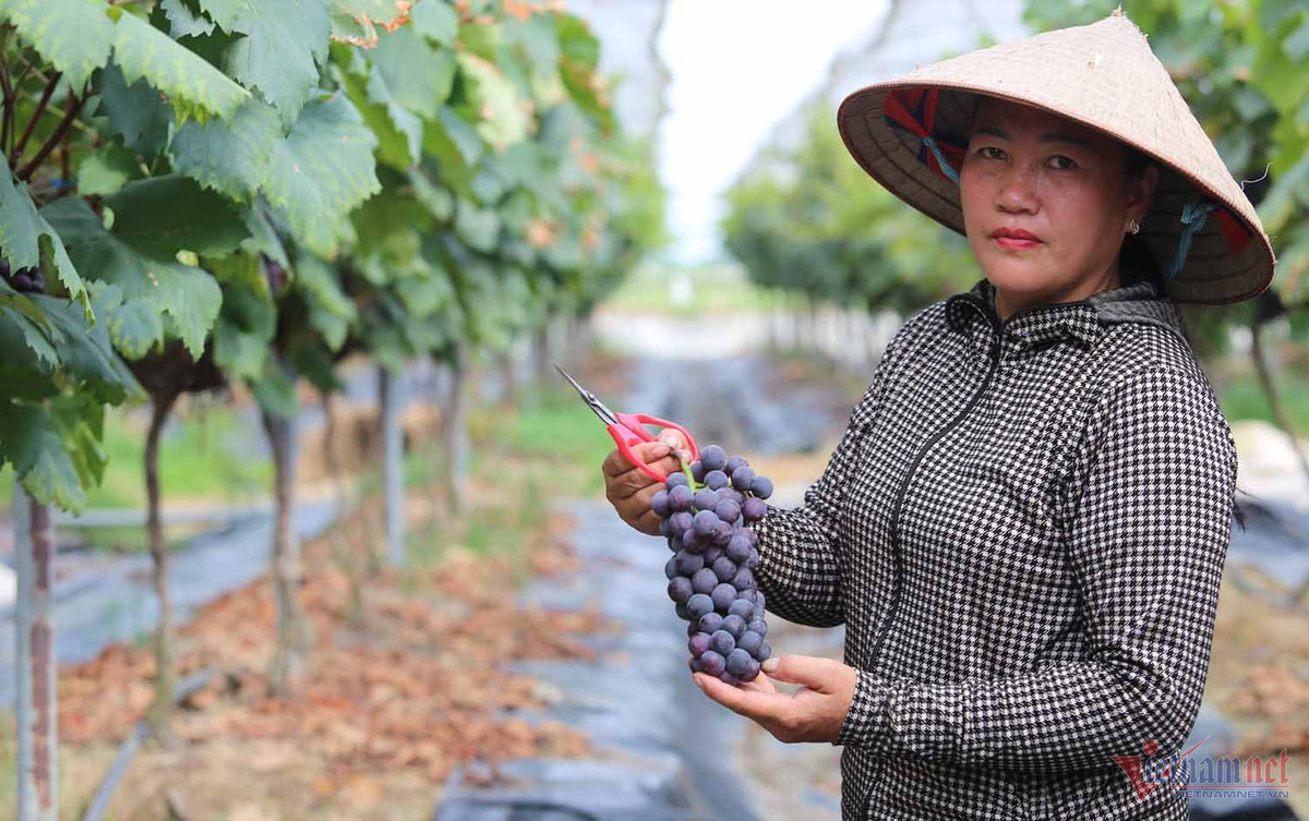 Nong dan thu bac ty moi nam tu giong nho ngon nhat the gioi-Hinh-2