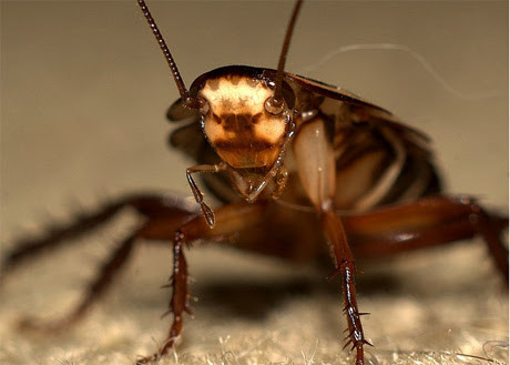 Gián thuộc nhóm những sinh vật đứng đầu về khả năng sinh tồn xuất phát từ kích thước cơ thể và thói quen ăn uống. Chúng có thể lách vào những kẽ hở nhỏ mà sinh vật khác không thể để tới nơi trú ẩn an toàn nhờ có thân dẹt. Thêm nữa, chúng gần như ăn mọi thứ và có khả năng kháng độc.