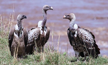 Kền kền cũng được đánh giá là loài động vật có khả năng sinh tồn cao. Trong trường hợp Trái đất xảy ra thảm họa toàn cầu, kền kền có thể sống sót nhờ nguồn thức ăn dồi dào.