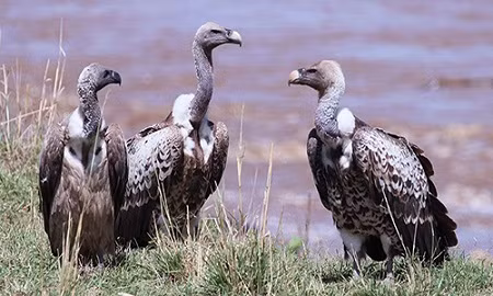Kền kền cũng được đánh giá là loài động vật có khả năng sinh tồn cao. Trong trường hợp Trái đất xảy ra thảm họa toàn cầu, kền kền có thể sống sót nhờ nguồn thức ăn dồi dào.
