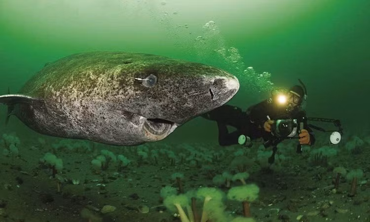 Cá mập Greenland gây kinh ngạc với khả năng sinh tồn. Chúng có tuổi thọ cực cao khi một số cá thể có thể sống thọ tới 400 tuổi. Trong quá khứ, loài cá mập Greenland đã sống sót qua 2 cuộc Chiến tranh thế giới 1 và 2 cũng như các vụ thử nghiệm vũ khí hạt nhân.