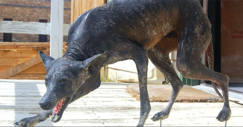 Kể từ đó, ngoài Puerto Rico, một số quốc gia vùng Mỹ Latin và một số nơi khác trên thế giới như Nga, Philippines... ghi nhận một số vụ tấn công được cho là do "quỷ hút máu dê" gây ra. Tất cả các vụ tấn công đều được người dân phát hiện có cùng một cách thức: hút cạn máu chỉ qua 1 hoặc 2 vết cắn rất nhỏ có đường kính từ 7 - 10 cm.