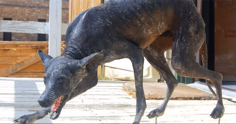 Kể từ đó, ngoài Puerto Rico, một số quốc gia vùng Mỹ Latin và một số nơi khác trên thế giới như Nga, Philippines... ghi nhận một số vụ tấn công được cho là do "quỷ hút máu dê" gây ra. Tất cả các vụ tấn công đều được người dân phát hiện có cùng một cách thức: hút cạn máu chỉ qua 1 hoặc 2 vết cắn rất nhỏ có đường kính từ 7 - 10 cm.