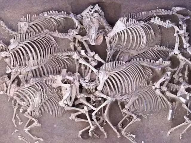 Hiện các chuyên gia nỗ lực giải mã nhằm tìm hiểu những con ngựa này chết như thế nào cũng như tại sao chúng lại được chôn cất ở nơi này.