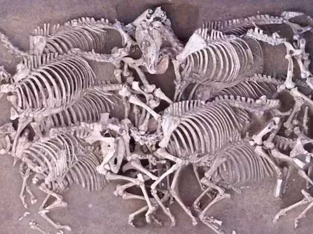 Hiện các chuyên gia nỗ lực giải mã nhằm tìm hiểu những con ngựa này chết như thế nào cũng như tại sao chúng lại được chôn cất ở nơi này.