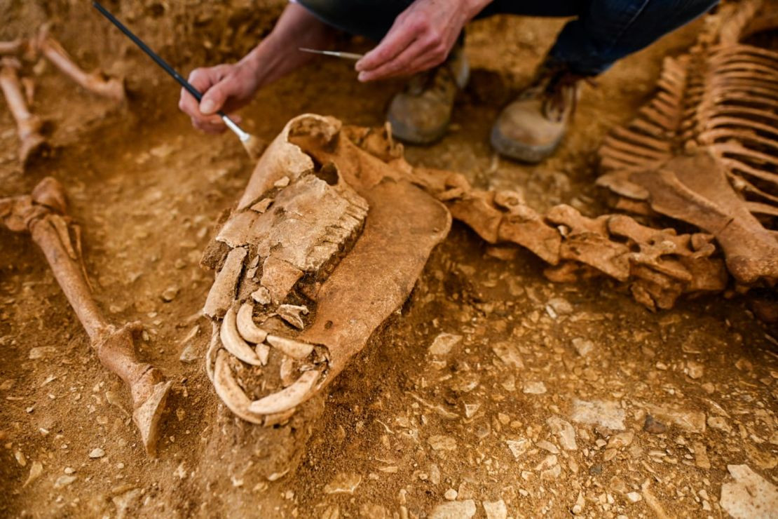 Từ đây, các chuyên gia cho rằng, gần 30 con ngựa được tìm thấy có thể liên quan đến cuộc chiến tranh Gallic do danh tướng La Mã Julius Caesar chỉ huy trong khoảng thời gian từ năm 58 trước Công nguyên đến năm 50 trước Công nguyên.