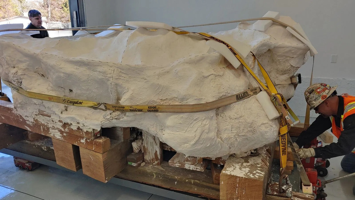 Theo các nhà nghiên cứu, bên trong khối đá nặng 9 tấn là những mảnh xương của nhiều sinh vật. Trong số này có loài đã được biết đến nhưng cũng có loài chưa thể xác định.