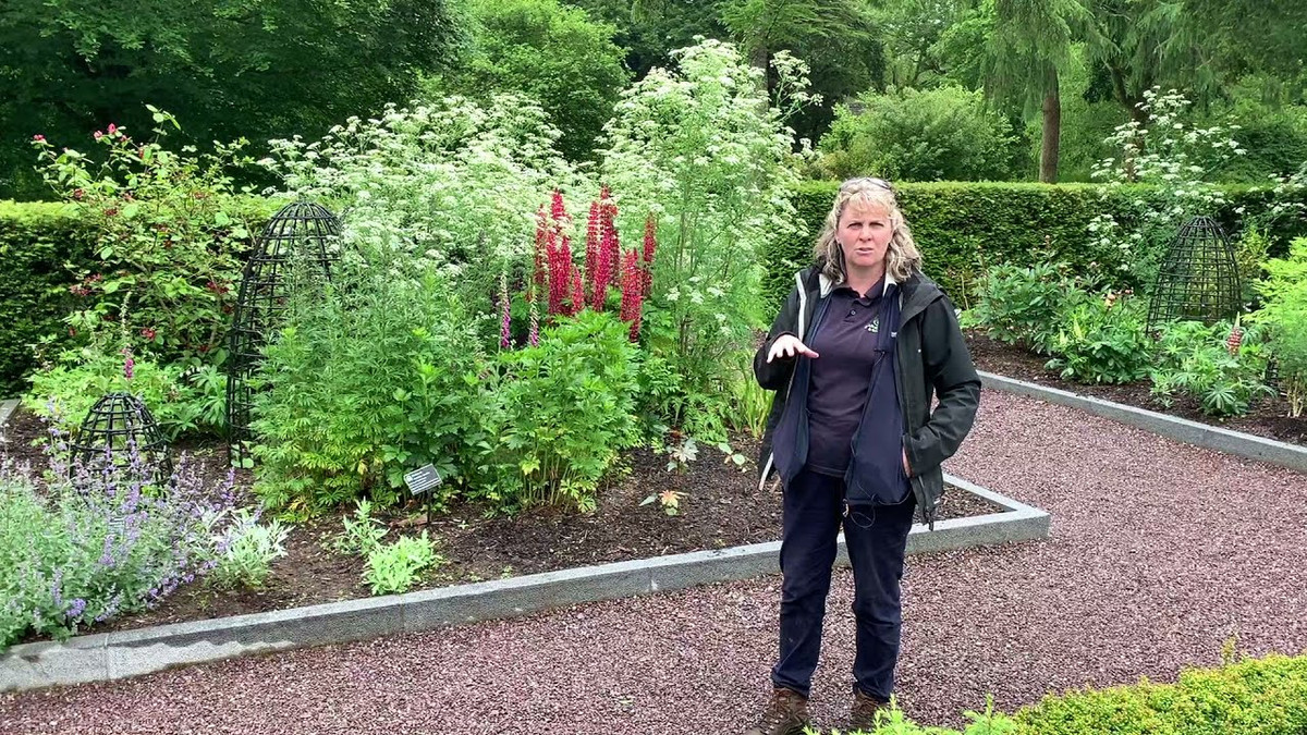 Đối với những cây đặc biệt nguy hiểm, hàng rào sắt được bao quanh cây và có người canh giữ ngày đêm.