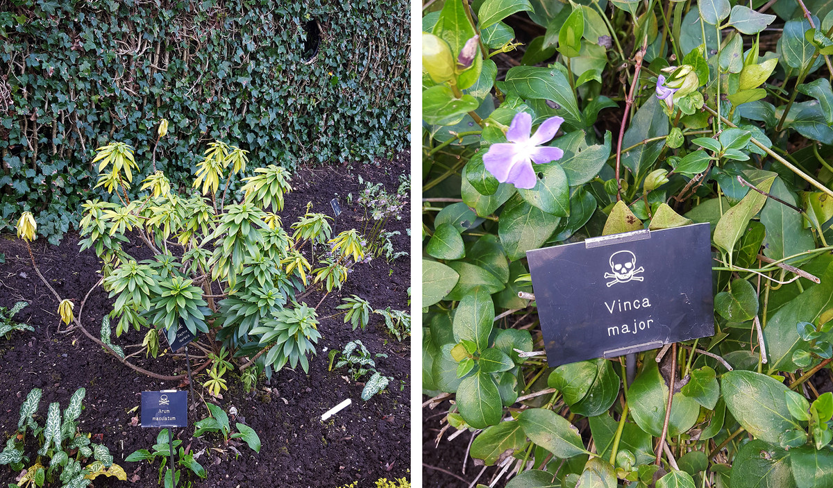 Ý tưởng xây dựng khu vườn Alnwick là của Jane Percy - người trở thành Nữ Công tước của Northumberland vào năm 1995.