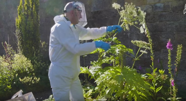 Để chăm sóc những loài cây này, những người làm vườn phải đeo găng tay và hết sức cẩn thận khi chăm sóc chúng.