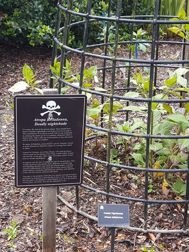 Vì vậy, trong chuyến đi tới Italy, Jane có dịp tới thăm khu vườn độc dược nổi tiếng của gia đình Medici ở Padua. Tại đó, bà được giới thiệu những loài cây nguy hiểm nhất trong hệ thực vật có khả năng đoạt mạng con người nếu tiếp xúc.