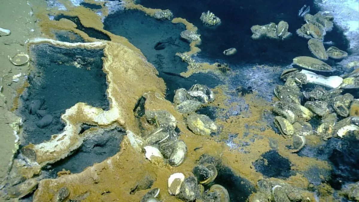 Nhiệt độ bên trong hồ khoảng 19 độ C kết hợp với độ mặn cao, tạo thành điều kiện chết chóc đối với phần lớn tổ chức sinh vật. Nước muối cũng chứa nồng độ hydro sulfide và methane cao. Do vậy, chỉ một số sinh vật như con trai có thể sống sót ở môi trường khắc nghiệt này.