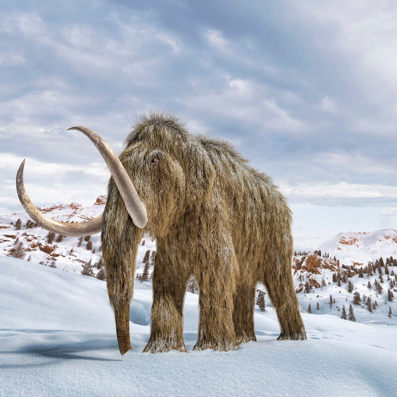 Do thiếu thức ăn trong thời gian dài nên số lượng voi ma mút lông xù trên đảo Wrangel ngày càng giảm cho đến khi không còn con nào.