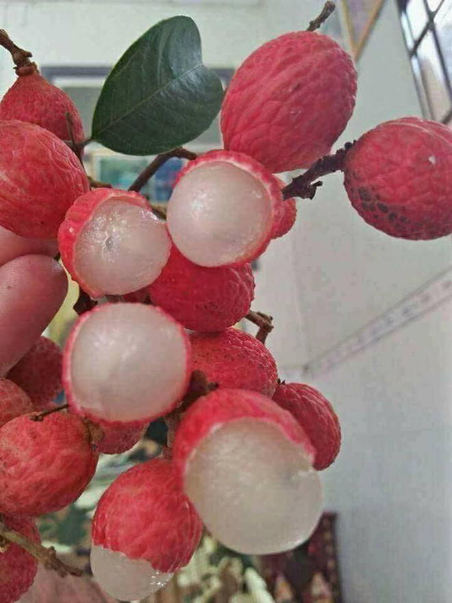 Cuoi bo thanh qua mua vai ngon cua mang cua trai tre