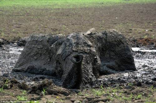 Những nỗ lực trong tuyệt vọng để giải cứu chú voi con mắc kẹt đã được một hướng dẫn viên của công viên động vật hoang dã quốc gia Zimbabwe ghi lại.