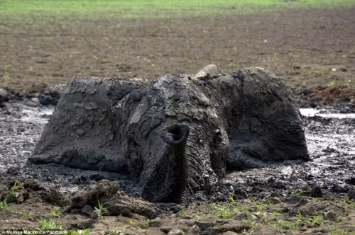 Những nỗ lực trong tuyệt vọng để giải cứu chú voi con mắc kẹt đã được một hướng dẫn viên của công viên động vật hoang dã quốc gia Zimbabwe ghi lại.