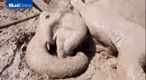 Điều đáng buồn là mặc dù đã cứu được chú voi ra khỏi vũng lầy, con voi đã quá yếu, không thể đứng, không thể ăn và uống. Chú đã không còn có thể tự sinh tồn và đang chết dần.