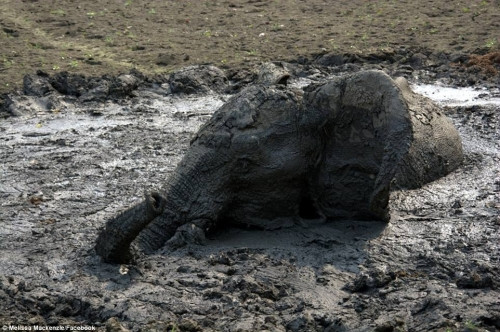 Chú voi đã kiệt sức vì phải chịu đựng cái nắng nóng gay gắt của châu Phi, chịu đựng đói khát và tình trạng mất nước trầm trọng kéo dài tới 4 ngày liên tiếp.