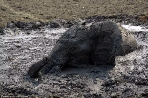 Chú voi đã kiệt sức vì phải chịu đựng cái nắng nóng gay gắt của châu Phi, chịu đựng đói khát và tình trạng mất nước trầm trọng kéo dài tới 4 ngày liên tiếp.