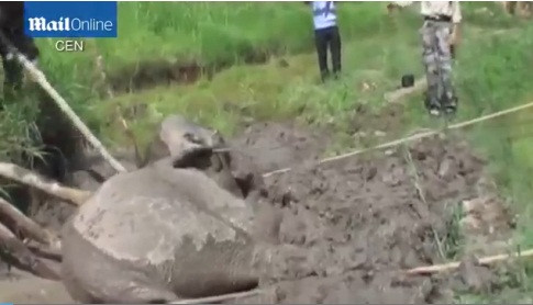 Họ đã phải sử dụng cả máy kéo, dây thừng và cả tay không để kéo chú voi ra.