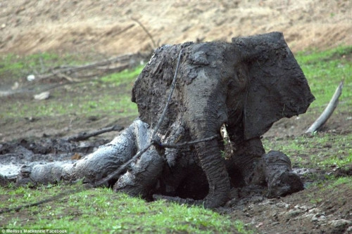 Theo tin tức từ Daily Mail, chú voi con đã bị mắc kẹt trong bùn lầy tới 4 ngày. Voi con đã phải sử dụng vòi của nó để đưa lên khỏi mặt bùn như một ống thở vì bùn lầy đã ngập lên đến cổ.
