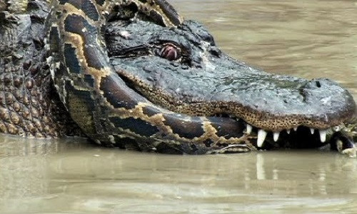 Hỗn chiến giữa trăn Miến Điện và cá sấu trong đầm lầy Hon chien giua tran Mien Dien va ca sau trong dam lay