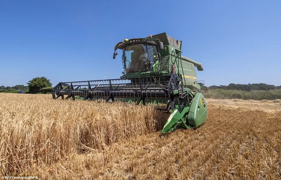 Sau lúa mạch, những người nông dân Anh sẽ thu hoạch lúa mì và mạch đen.