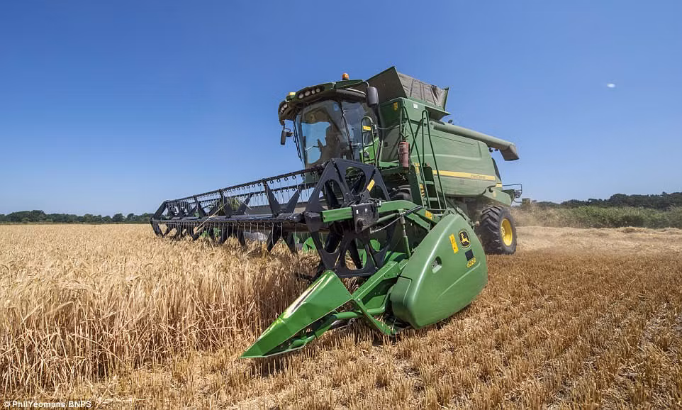 Theo Daily Mail, đợt nắng nóng 30 độ C trên khắp nước Anh trong tuần qua đã khiến nông trại Bisterne Estate ở Ringwood, Hampshire, bước vào mùa thu hoạch sớm hơn bình thường và sản lượng lúa sụt giảm đáng kể so với hàng chục năm qua. (Nguồn ảnh: Daily Mail)