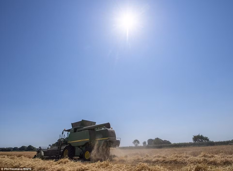 Nông trại Bisterne bắt đầu vụ gặt từ ngày 28/6, sớm hơn 2 tuần so với mọi năm.