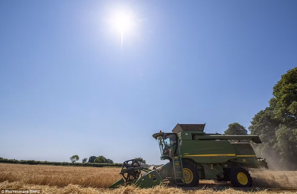 Những chiếc máy gặt lúa hiện đại được sử dụng.