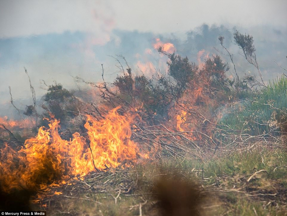 Đám cháy ở Saddleworth Moor đã kéo dài sang ngày thứ 7 khi thời tiết tiếp tục nắng nóng cao điểm.