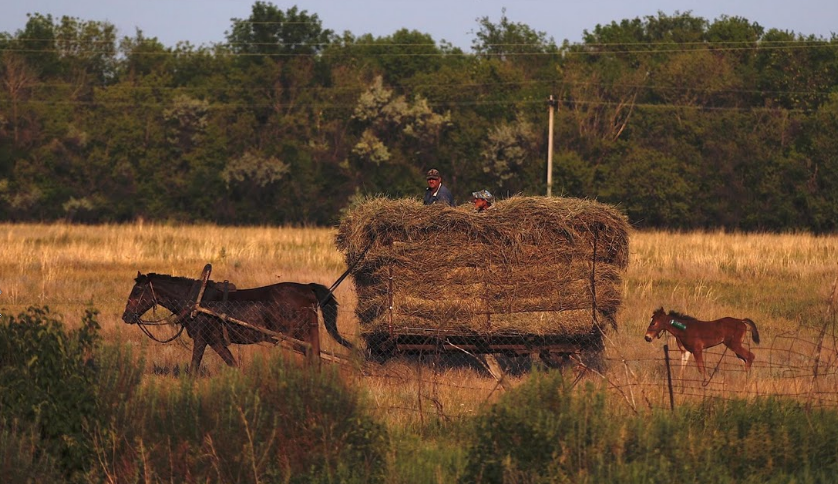 Chiếc xe ngựa chở cỏ khô trở về nhà vào lúc mặt trời lặn ở làng Alexandrovka.