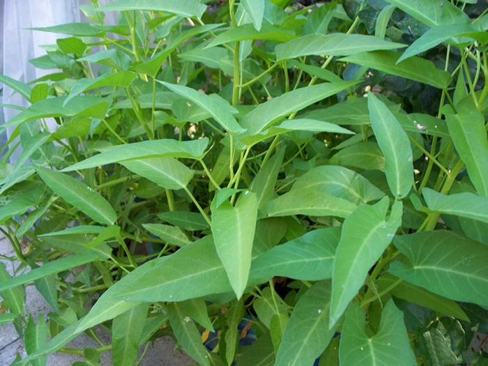 6 loai rau cu khong the thieu cho vu xuan he ban nen trong-Hinh-5