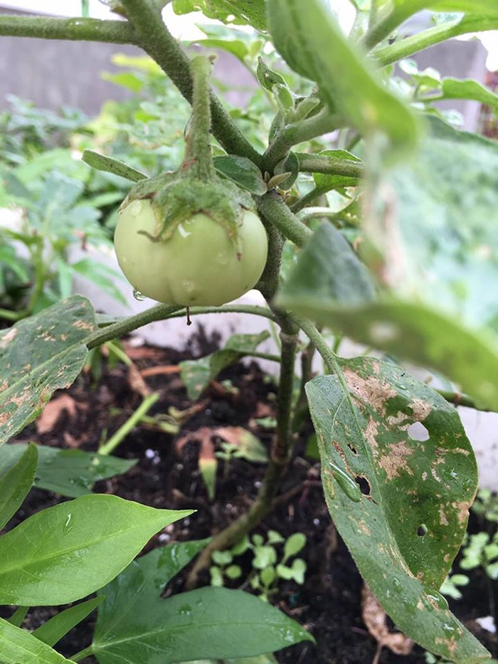 6 loai rau cu khong the thieu cho vu xuan he ban nen trong