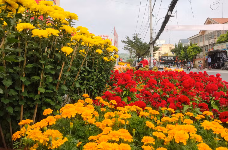 "Hoa cười, người khóc" là tâm trạng của những người buôn bán hoa kiểng trong dịp Tết Mậu Tuất ở TP.HCM.