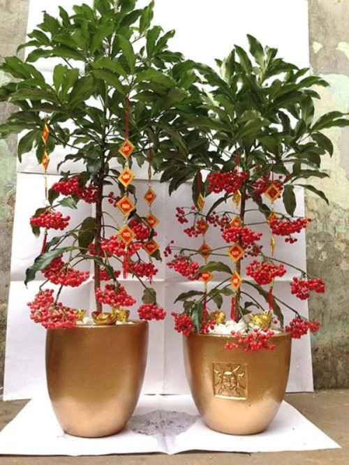 Kim ngân lượng có những chùm quả đỏ xum xuê, đẹp mắt... vốn là biểu tượng của vượng khí, tài lộc, vì thế, chậu cây thường được những người làm kinh doanh mua về đặt trong phòng khách. Giá mỗi chậu cây dao động từ 200.000 đồng đến 500.000 đồng.