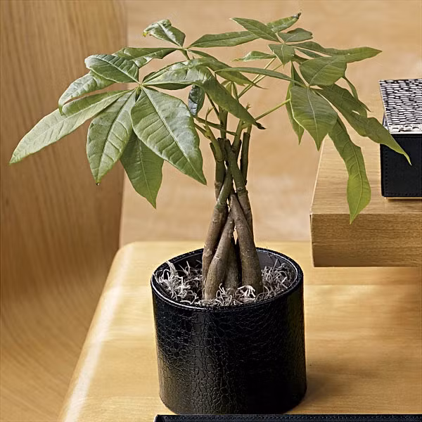 Kim ngân là một trong những cây phong thủy được nhiều người ưa chuộng nhất, riêng tên của loài cây này (kim ngân – tiền vàng ) đã mang đến ý nghĩa giàu có và may mắn. Nó thường được đặt ở khu vực tốt nhất là gần cửa chính của ngôi nhà.