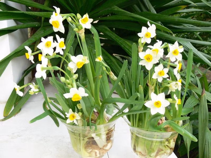 Không chỉ đẹp thanh khiết, giúp căn nhà sáng bừng ngày Tết, hoa thủy tiên còn tượng trưng cho sự may mắn và trường thọ. Trồng hoa thủy tiên có tác dụng khử tà, mang lại cát tường như ý cũng như tăng thêm tài khí cho gia đình.