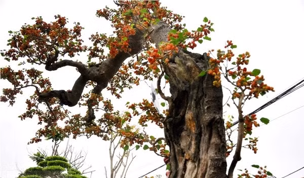 Loat cay canh Tet sieu dat do tung gay bao nam 2015-Hinh-2