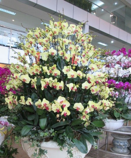 Thậm chí, dịp Tết 2015, một đại gia chi 88 triệu đồng để mua một chậu lan hồ điệp hoành tráng.